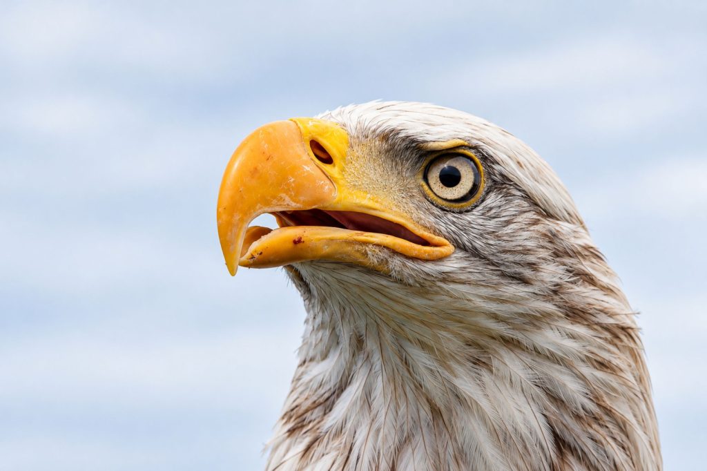 Weißkopfseeadler