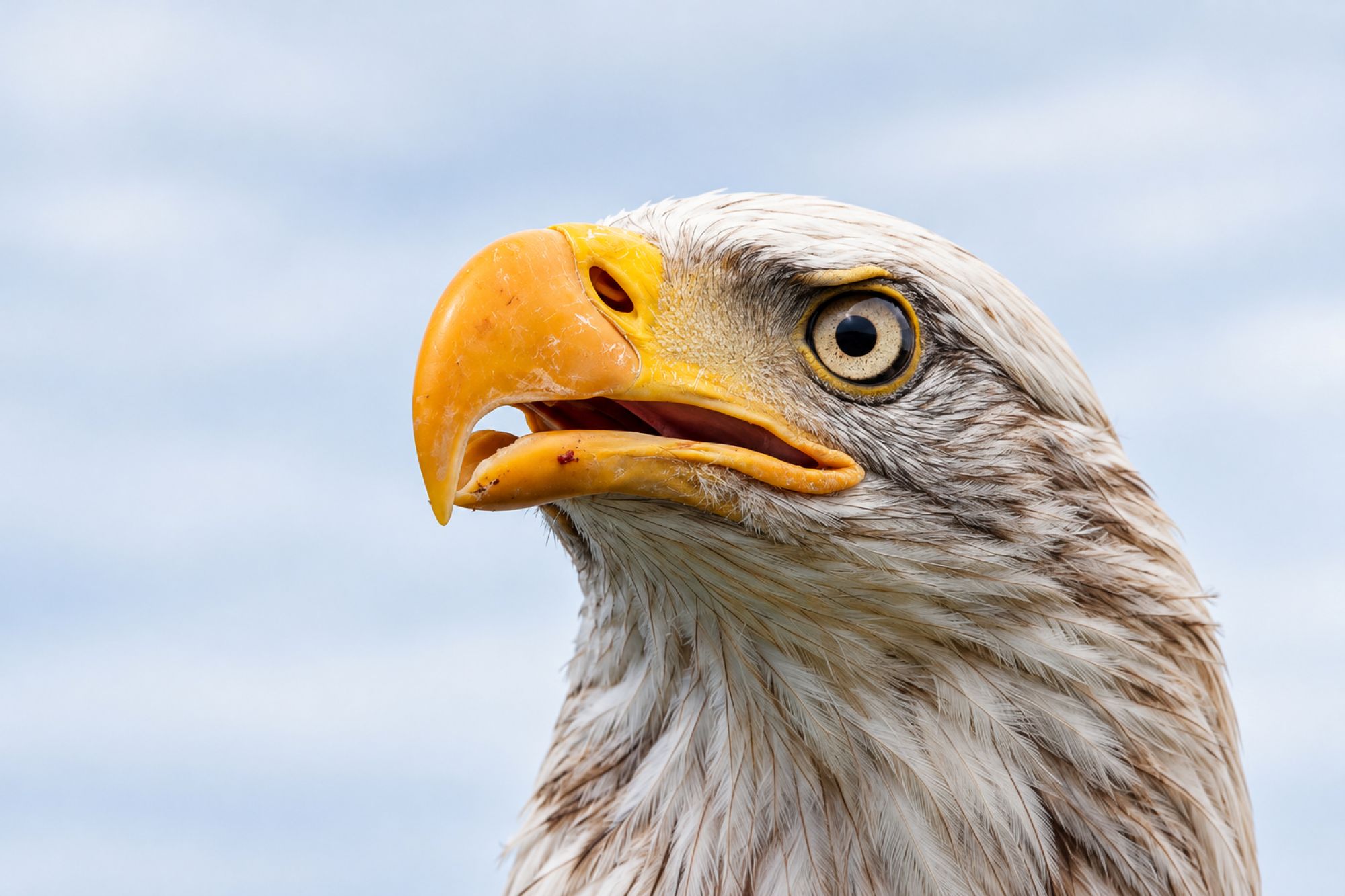 Weißkopfseeadler