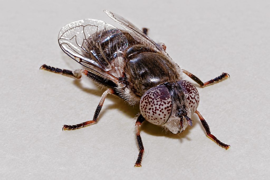Männliche Glänzende Faulschlammschwebfliege
